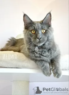 Photo №2 to announcement № 8879 for the sale of maine coon - buy in Russian Federation from nursery, breeder