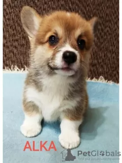 Photo №4. I will sell welsh corgi in the city of Валево.  - price - 581$