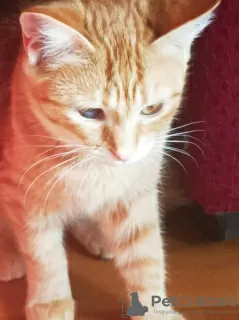 Additional photos: Red cat, kitten Orange, looking for a family!