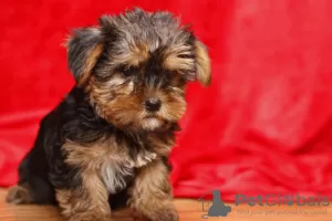 Photo №2 to announcement № 48694 for the sale of yorkshire terrier - buy in United States private announcement