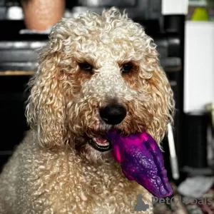 Photo №4. Mating labradoodle in Russian Federation. Announcement № 131724