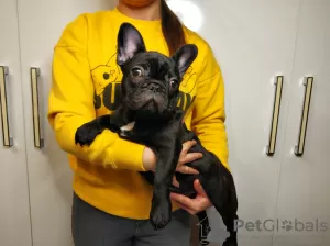 Additional photos: Brindle Beauty French Bulldog