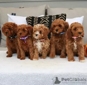 Photo №1. american cocker spaniel - for sale in the city of Aachen | 200$ | Announcement № 82789