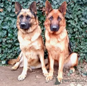 Photo №4. I will sell german shepherd in the city of Бендеры. private announcement - price - negotiated