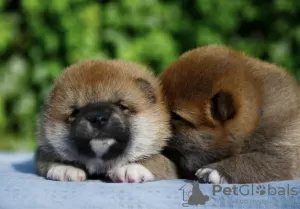 Photo №3. Shiba Inu puppies. Belarus