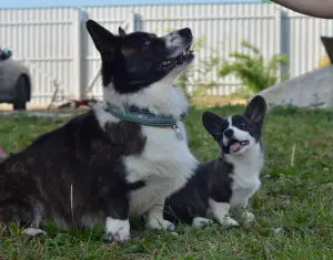 Additional photos: Welsh Corgi cardigan, puppies