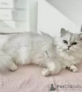 Photo №1. persian cat - for sale in the city of Laredo | 250$ | Announcement № 102799