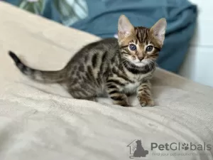 Additional photos: Bengal kitten