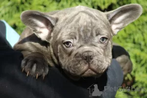 Additional photos: Exotic french bulldog puppies