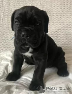 Additional photos: Cane Corso puppies for sale