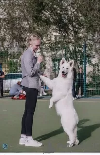 Photo №1. berger blanc suisse - for sale in the city of Minsk | 883$ | Announcement № 10524