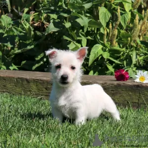 Photo №1. west highland white terrier - for sale in the city of Essen | negotiated | Announcement № 44769