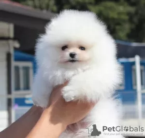 Photo №1. pomeranian - for sale in the city of Šamac | 300$ | Announcement № 63510