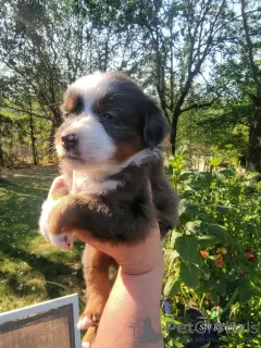 Photo №1. australian shepherd - for sale in the city of Iowa City | 400$ | Announcement № 111390