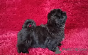 Photo №2 to announcement № 51361 for the sale of shih tzu - buy in Ukraine breeder