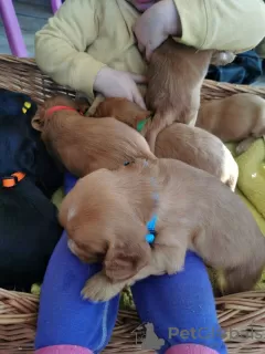 Additional photos: Beautiful Kc Reg Working Cocker Spaniel Puppies