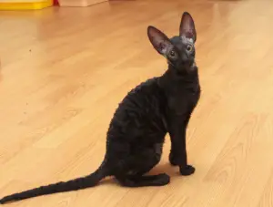 Photo №3. Beautiful Cornish Rex kittens. Russian Federation