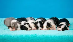 Additional photos: Australian Shepherd puppies for sale