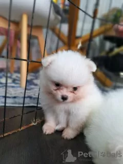 Photo №4. I will sell pomeranian in the city of Derbent.  - price - 350$