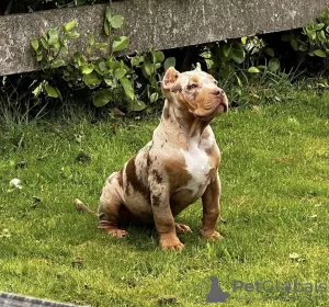 Photo №2 to announcement № 79574 for the sale of american bully - buy in Germany private announcement