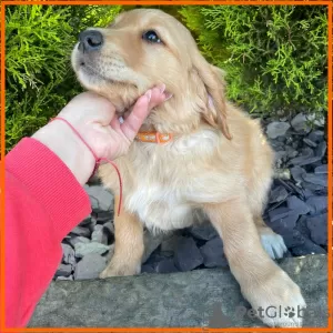 Photo №4. I will sell golden retriever in the city of New Orleans. breeder - price - 400$