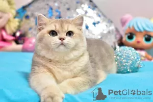 Photo №2 to announcement № 36926 for the sale of british shorthair - buy in Ukraine from nursery, breeder