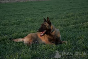 Additional photos: Belgian Shepherd Malinois puppies