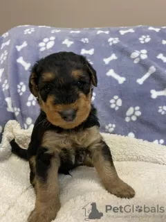 Additional photos: Airedale Terrier ZkwP/FCI puppy - female and male