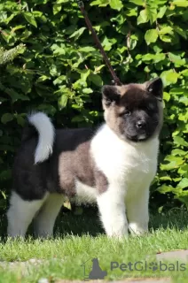 Photo №3. American Akita. Russian Federation