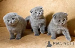 Photo №1. scottish fold - for sale in the city of Roeselare | Is free | Announcement № 127760