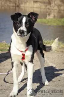 Photo №3. The gentle and tremulous puppy Kusturica is waiting for her person!. Russian Federation