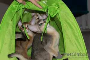 Photo №2 to announcement № 7632 for the sale of abyssinian cat - buy in Russian Federation from nursery