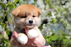 Photo №4. I will sell akita in the city of Khmelnitsky. breeder - price - 1300$