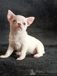 Photo №4. I will sell chihuahua in the city of Grodno. from nursery, breeder - price - 377$