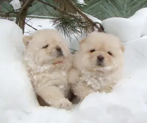 Photo №1. chow chow - for sale in the city of Minsk | 600$ | Announcement № 688