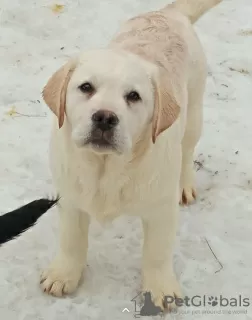 Additional photos: Labrador puppies