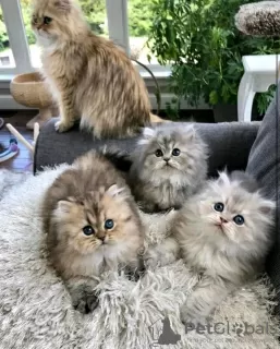 Photo №3. Beautiful golden and chinchilla persian kittens. Lithuania