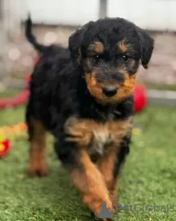 Photo №1. airedale terrier - for sale in the city of Торонто | 400$ | Announcement № 128871