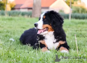 Photo №1. bernese mountain dog - for sale in the city of Różyna | 3500$ | Announcement № 19971