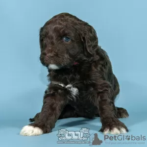 Photo №1. portuguese water dog - for sale in the city of Evora | negotiated | Announcement № 98483