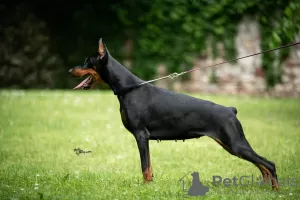 Photo №2 to announcement № 114771 for the sale of dobermann - buy in Serbia breeder