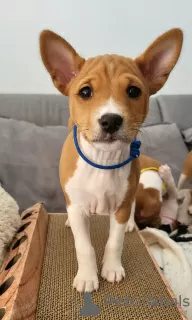 Additional photos: Basenji puppies 20/12/2023