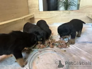 Photo №1. rottweiler - for sale in the city of Флоренс | 400$ | Announcement № 100356