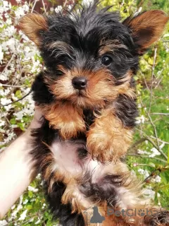 Photo №4. I will sell beaver yorkshire terrier, yorkshire terrier in the city of Tallinn. private announcement, from nursery, breeder - price - 423$