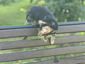 Photo №1. bengal cat - for sale in the city of Дрезден | negotiated | Announcement № 40292