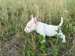 Additional photos: Miniature Bull Terrier FCI