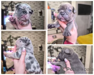 Additional photos: french bulldog puppies