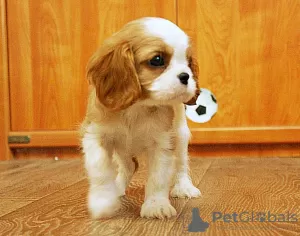 Photo №2 to announcement № 14095 for the sale of cavalier king charles spaniel - buy in Ukraine from nursery