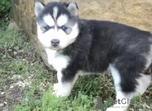 Photo №3. Siberian husky puppies. Switzerland