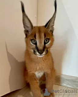 Photo №2 to announcement № 99631 for the sale of caracal - buy in Denmark private announcement, from nursery, from the shelter, breeder